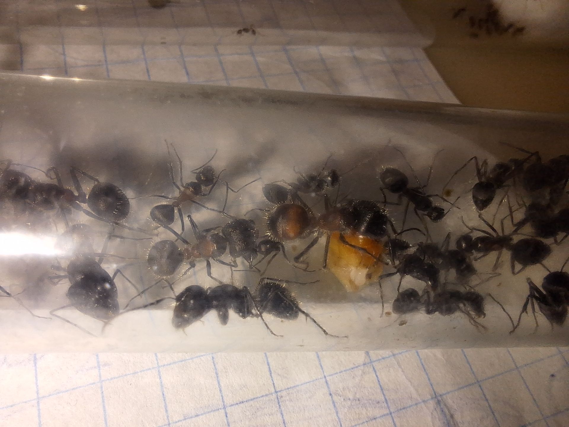 Азіатські пахучі мурахи Camponotus mutilarius