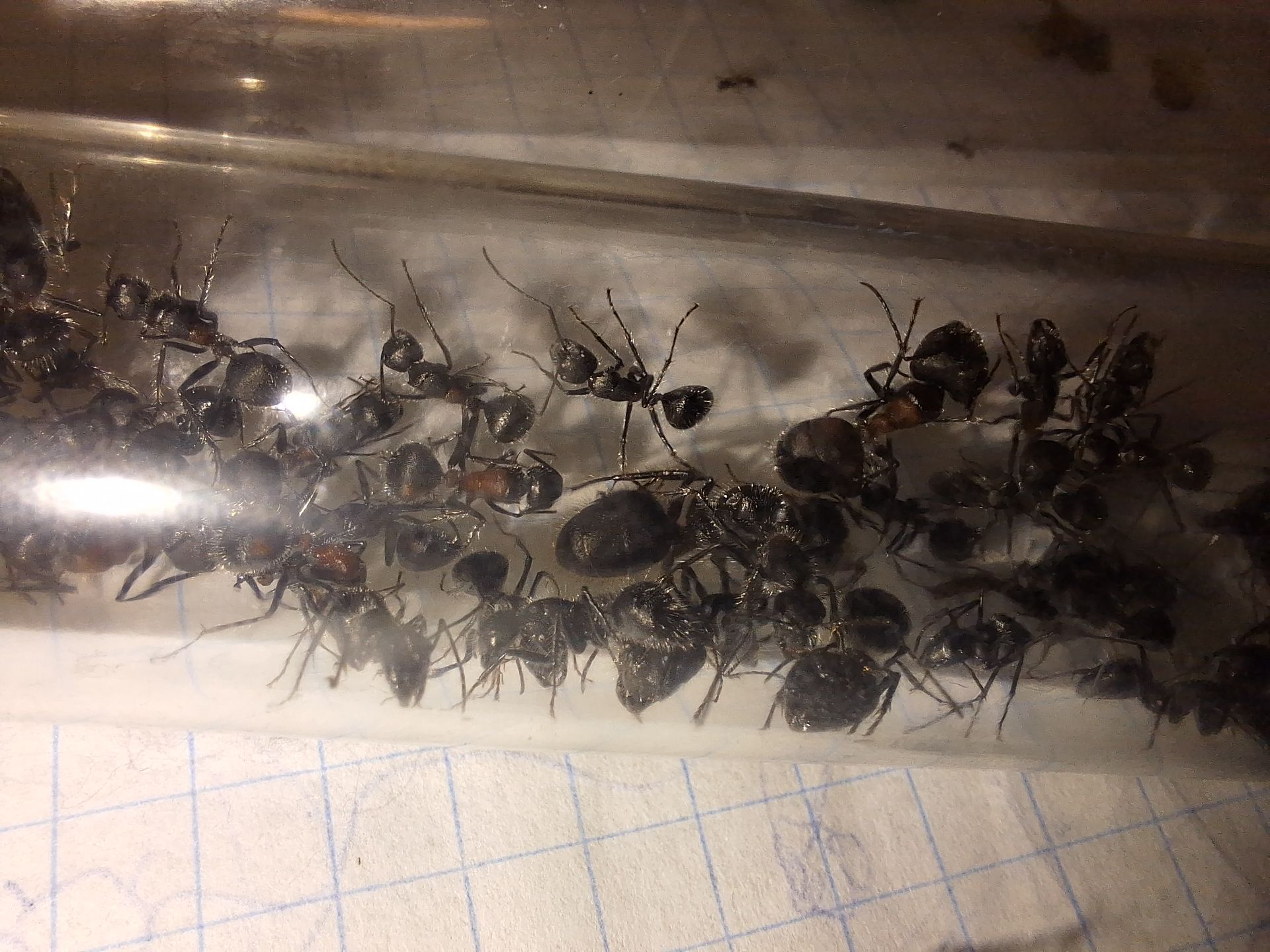 Азіатські пахучі мурахи Camponotus mutilarius