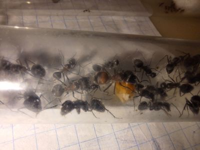 Азіатські пахучі мурахи Camponotus mutilarius