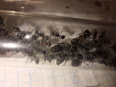 Азіатські пахучі мурахи Camponotus mutilarius