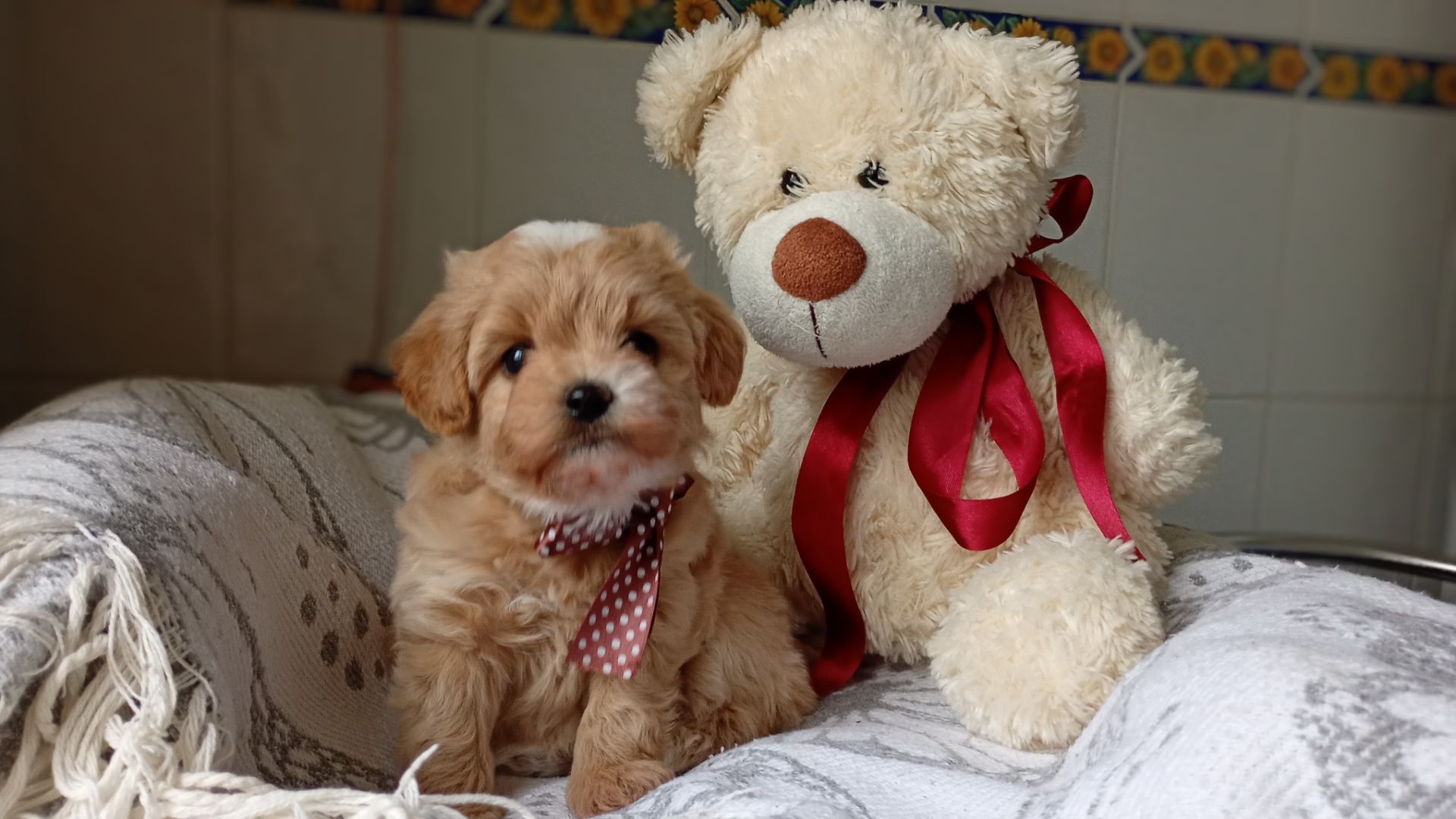 Лялькові бебі фейс мальтіпу Ф1 хлопчики