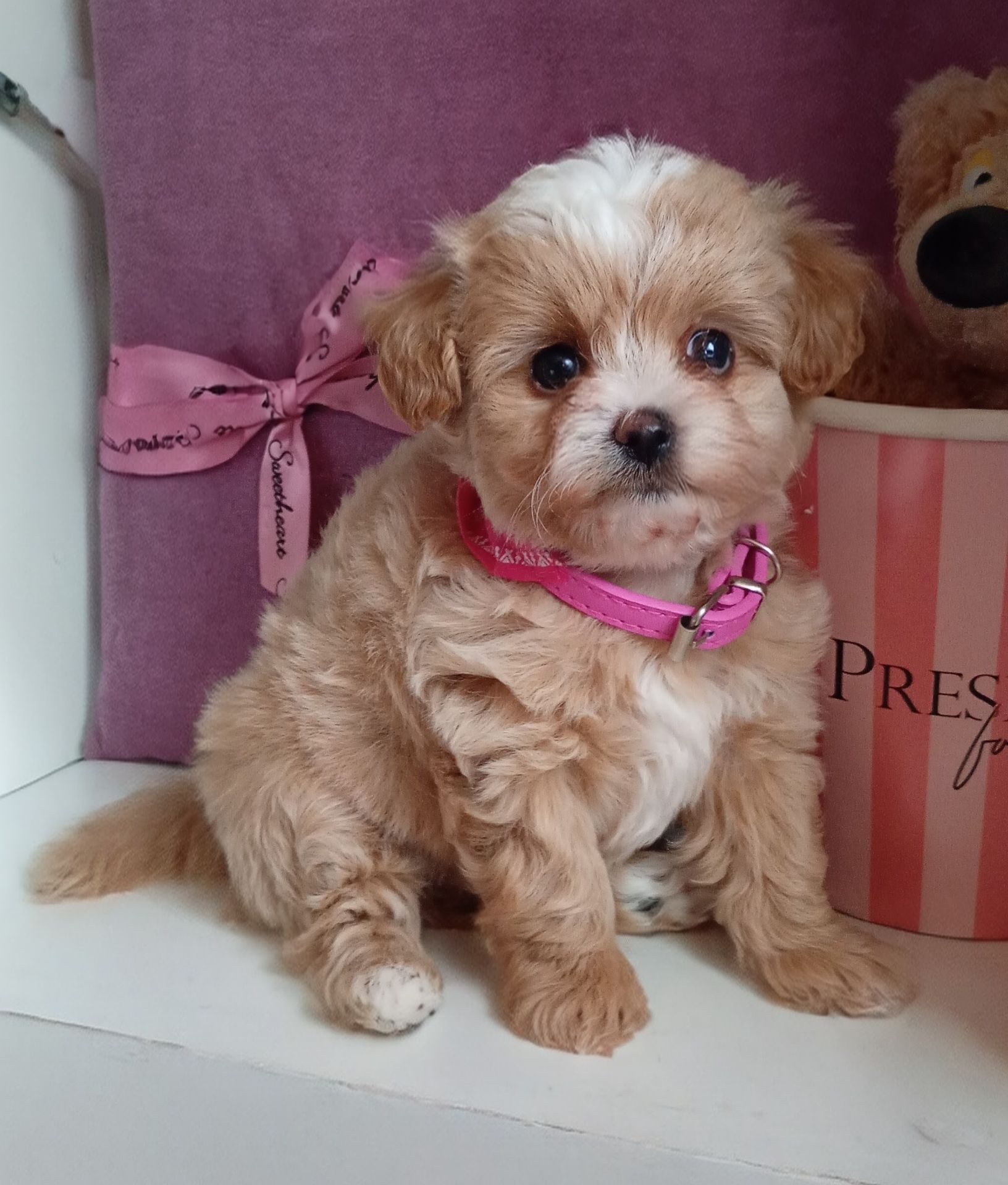 Міні хлопчик мальтіпу Ф1