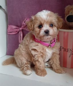 Міні хлопчик мальтіпу Ф1