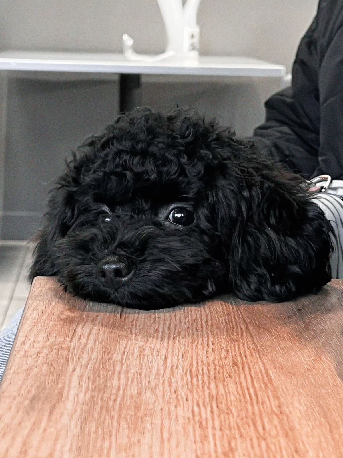 Продається рідкісний ЧОРНИЙ чистокровний МАЛЬТИПУ