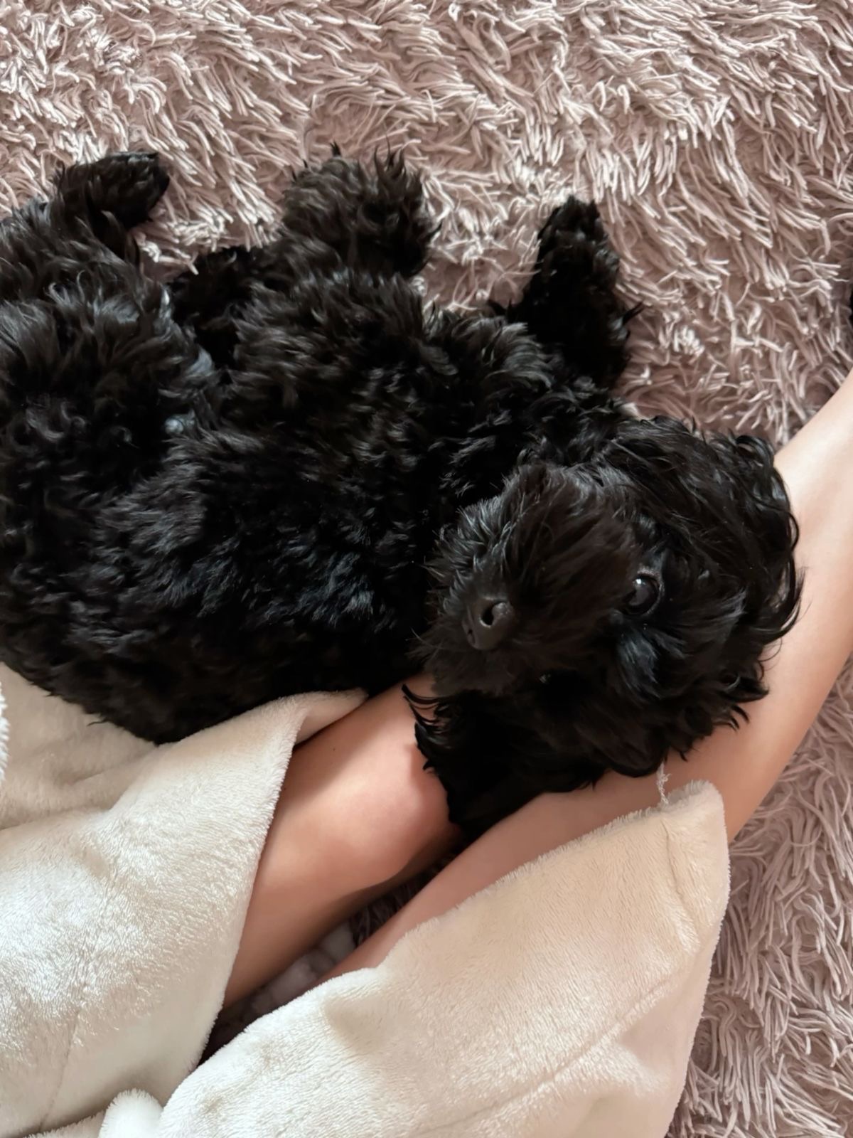 Продається рідкісний ЧОРНИЙ чистокровний МАЛЬТИПУ