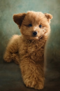 Продається унікальний щеня МАЛЬТИПУ × ПОМАПУ