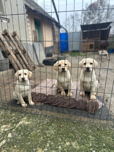 Цуценята лабрадори