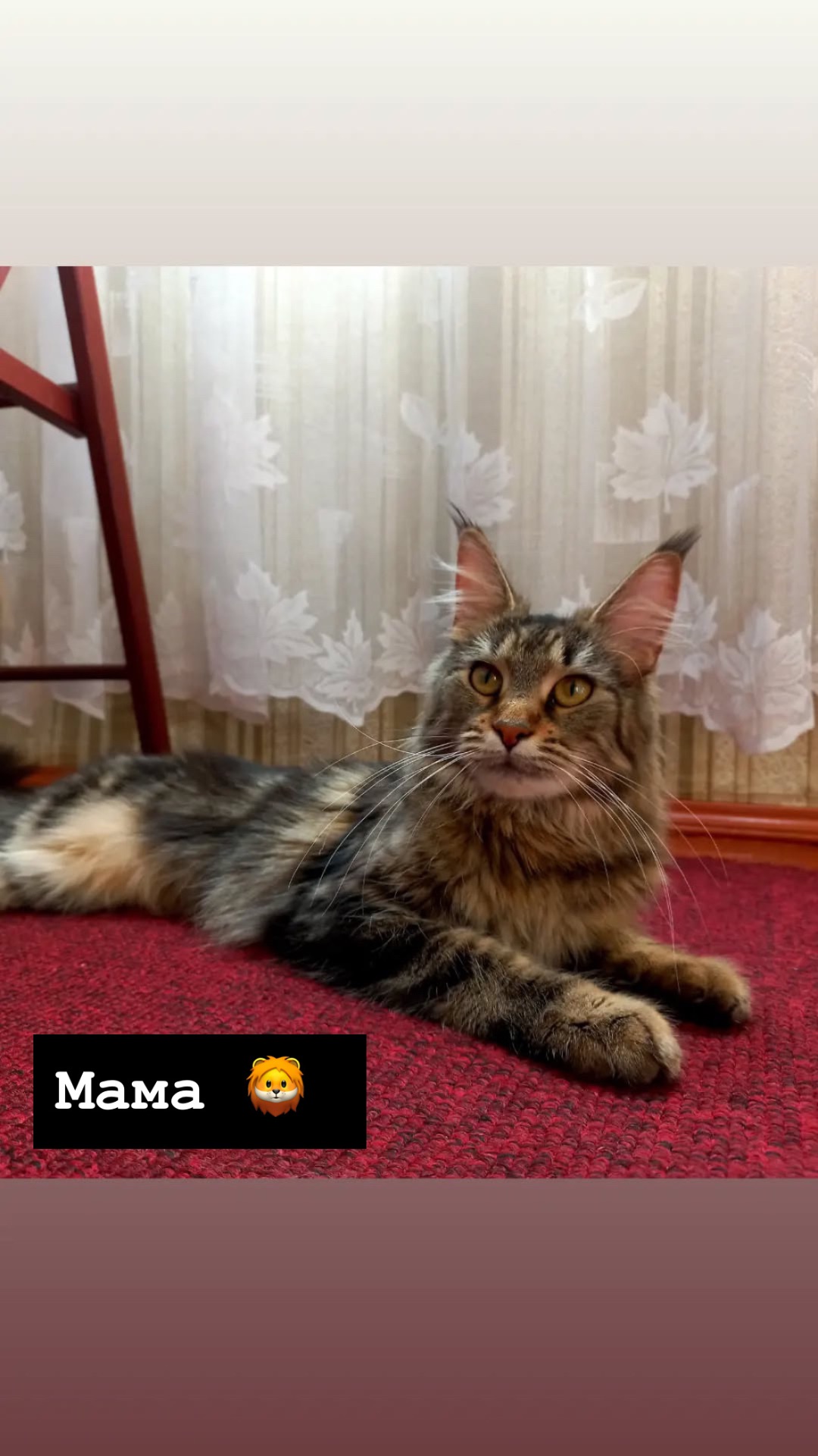 Чистокровні кошенята Мейн-кун