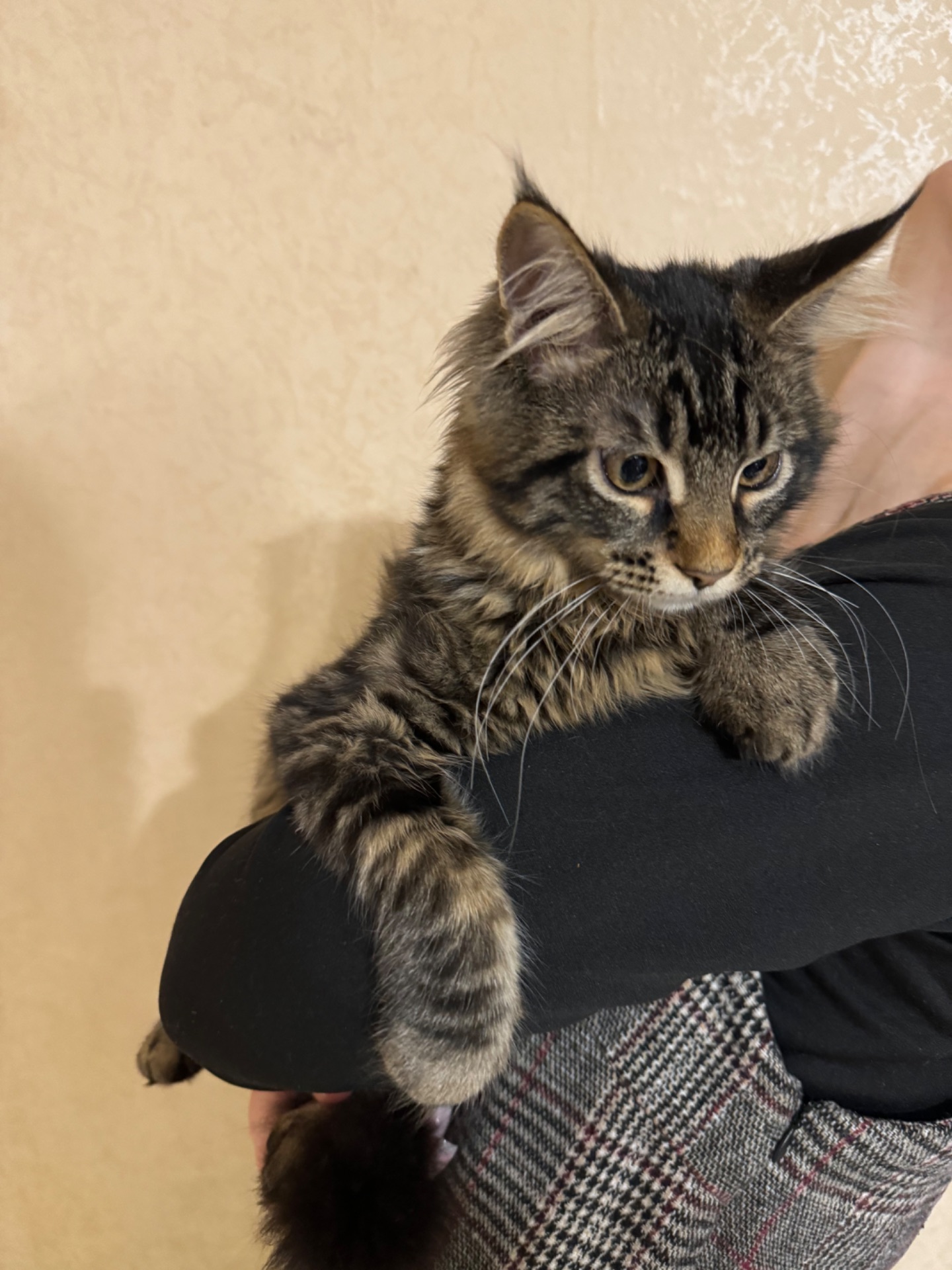 Чистокровні кошенята Мейн-кун