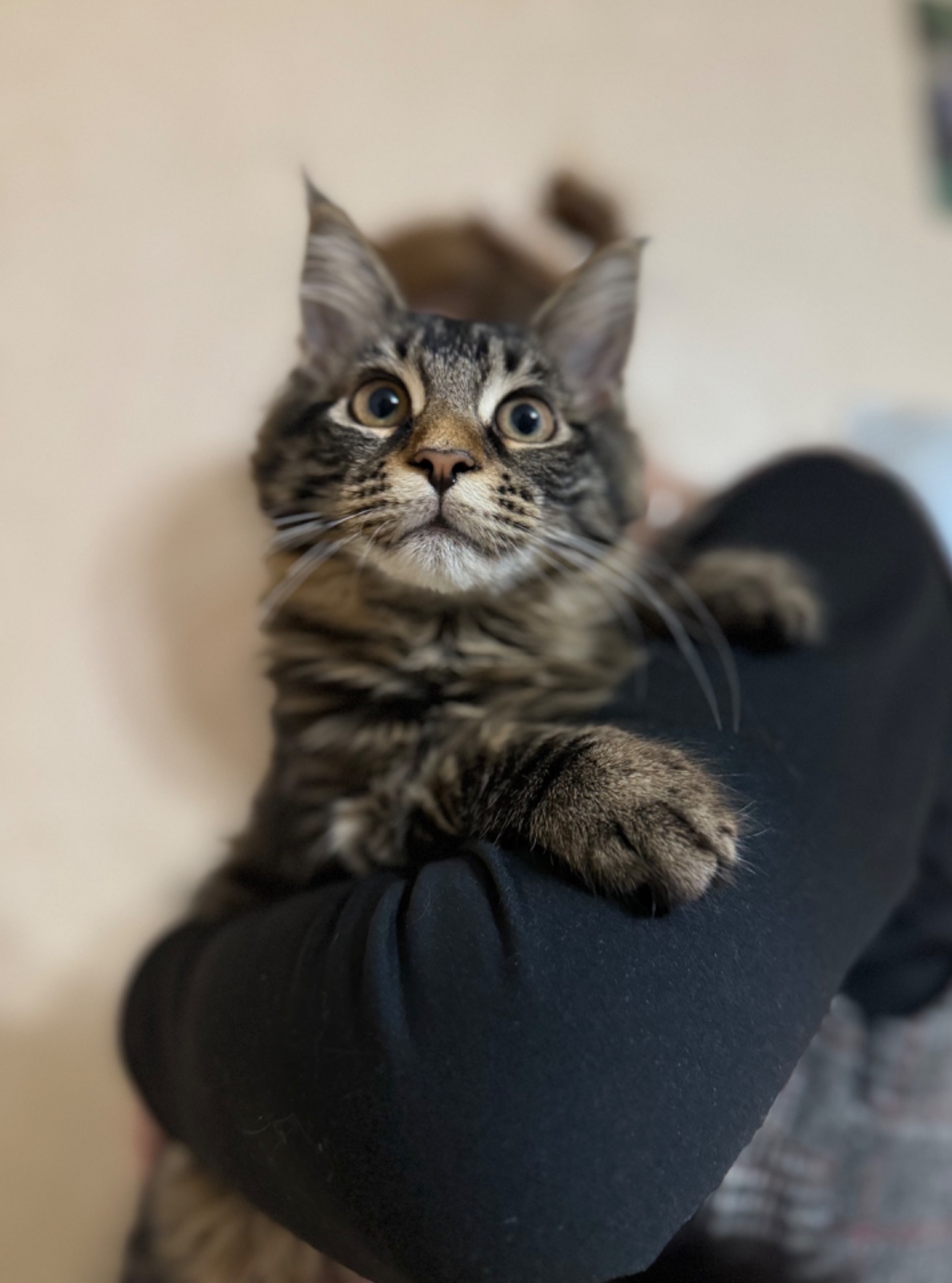 Чистокровні кошенята Мейн-кун