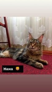 Чистокровні кошенята Мейн-кун