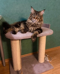 Чистокровні кошенята Мейн-кун