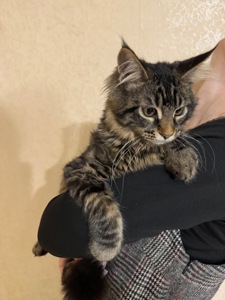 Чистокровні кошенята Мейн-кун