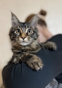 Чистокровні кошенята Мейн-кун