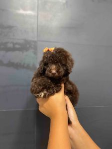 Той пудель. Бронируйте