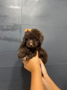 Той пудель. Бронируйте