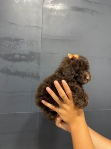 Той пудель. Бронируйте