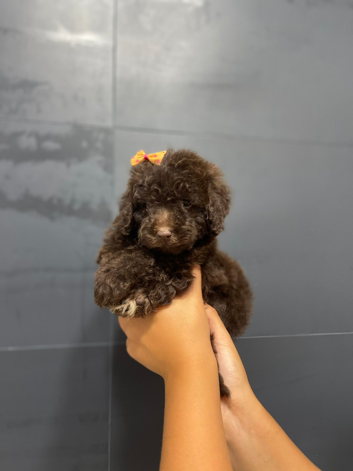 Той пудель. Бронируйте