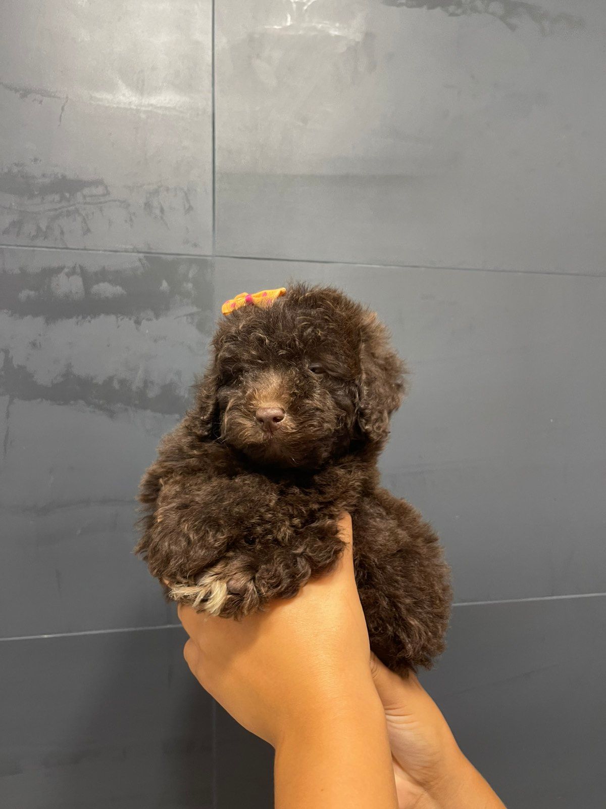 Той пудель. Бронируйте