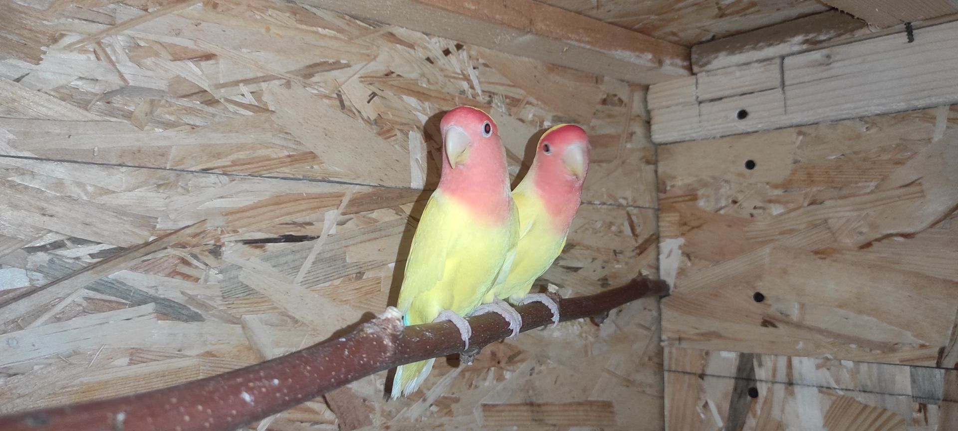 Нерозлучники рожево щокі