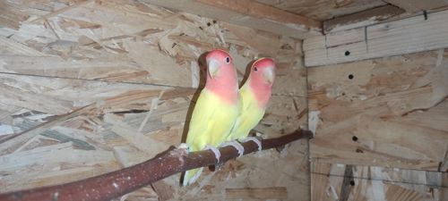 Нерозлучники рожево щокі