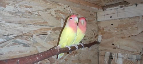 Нерозлучники рожево щокі