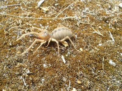 Сольпуга Galeodes sp. (Волохаті) (2см)