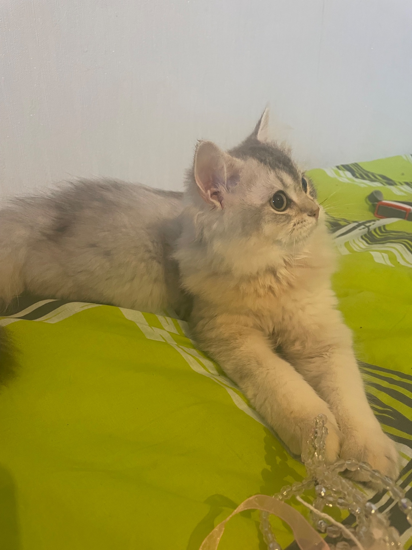 Кошеня Scottish Straight (прямі вушка), срібляста шиншила