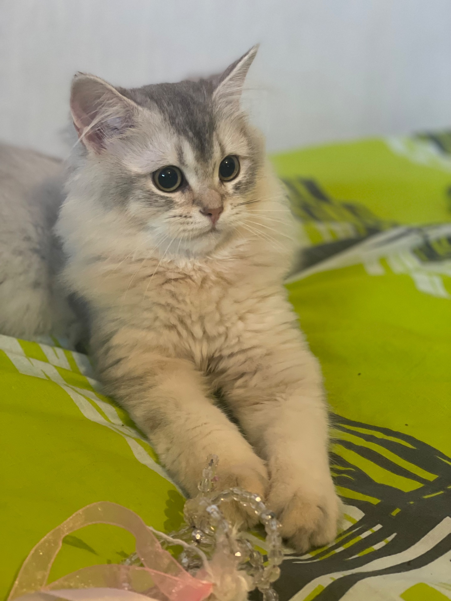 Кошеня Scottish Straight (прямі вушка), срібляста шиншила