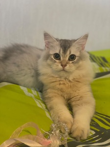 Кошеня Scottish Straight (прямі вушка), срібляста шиншила