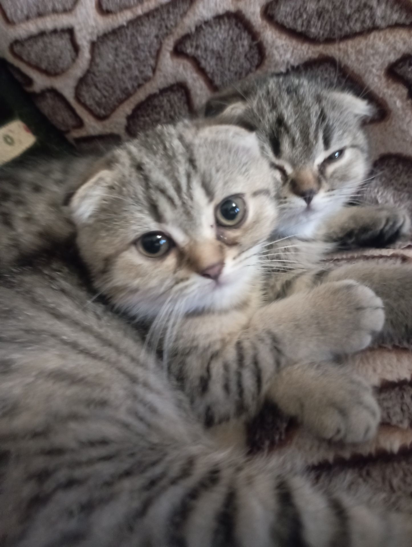 Дівчулі Шотландські Самі Найкращі