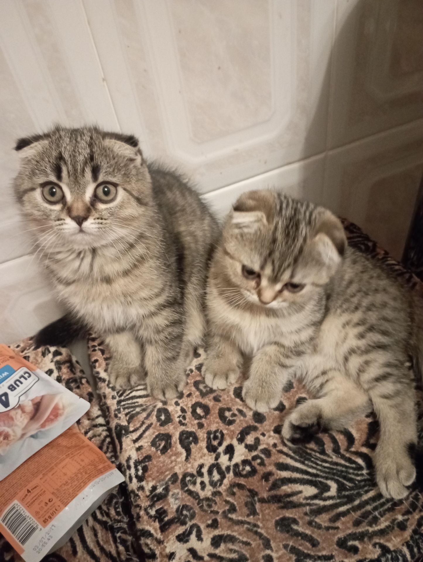 Дівчулі Шотландські Самі Найкращі