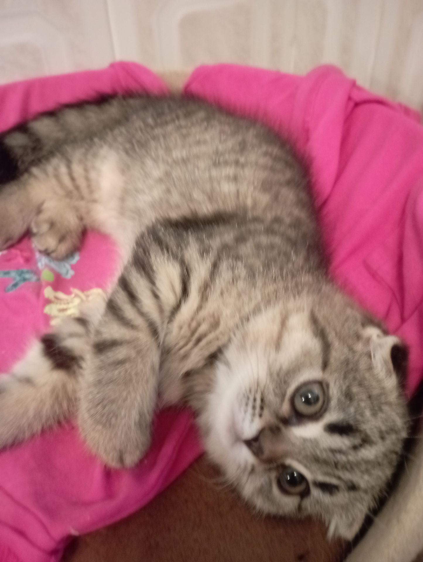 Дівчулі Шотландські Самі Найкращі