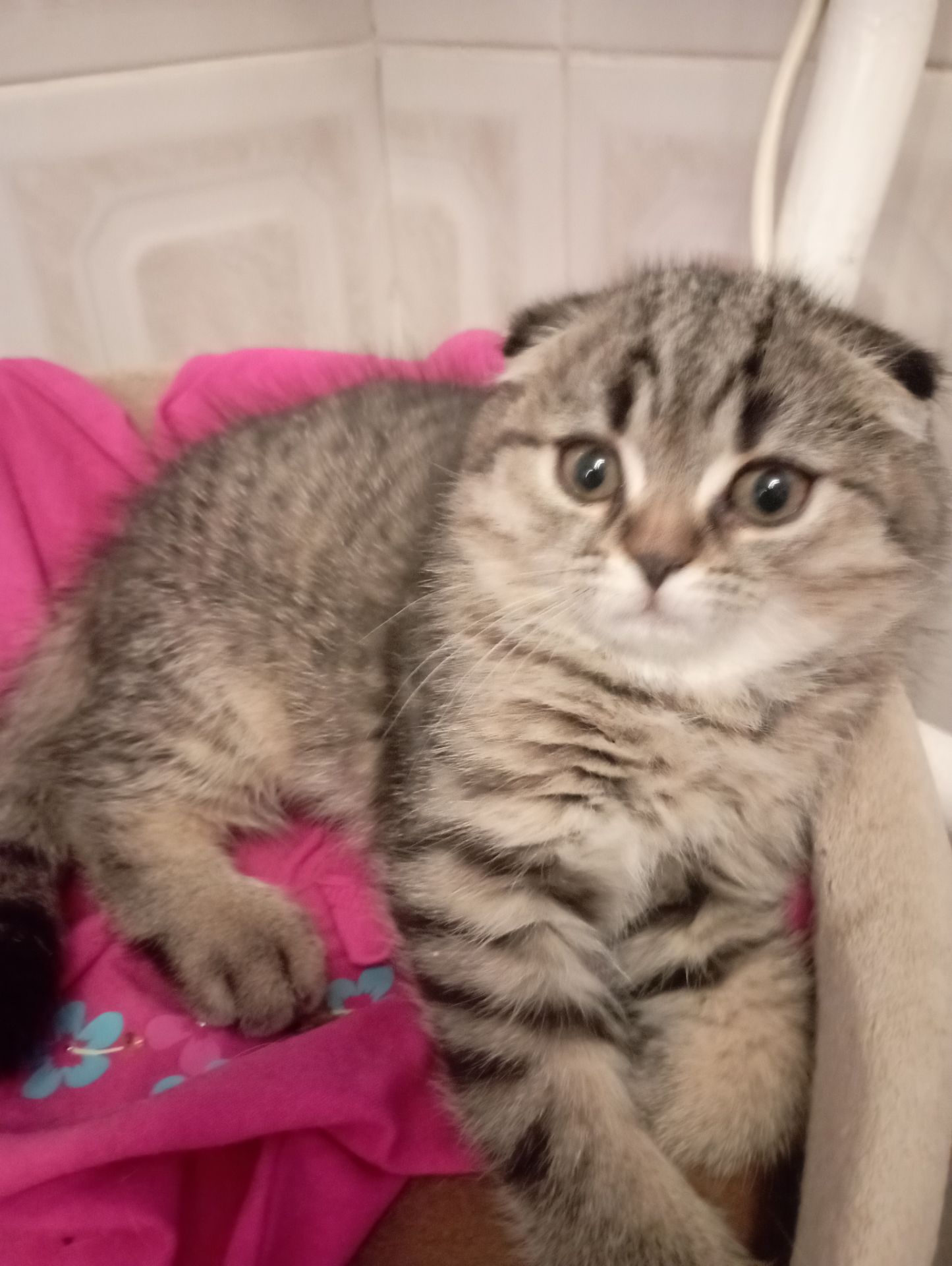 Дівчулі Шотландські Самі Найкращі