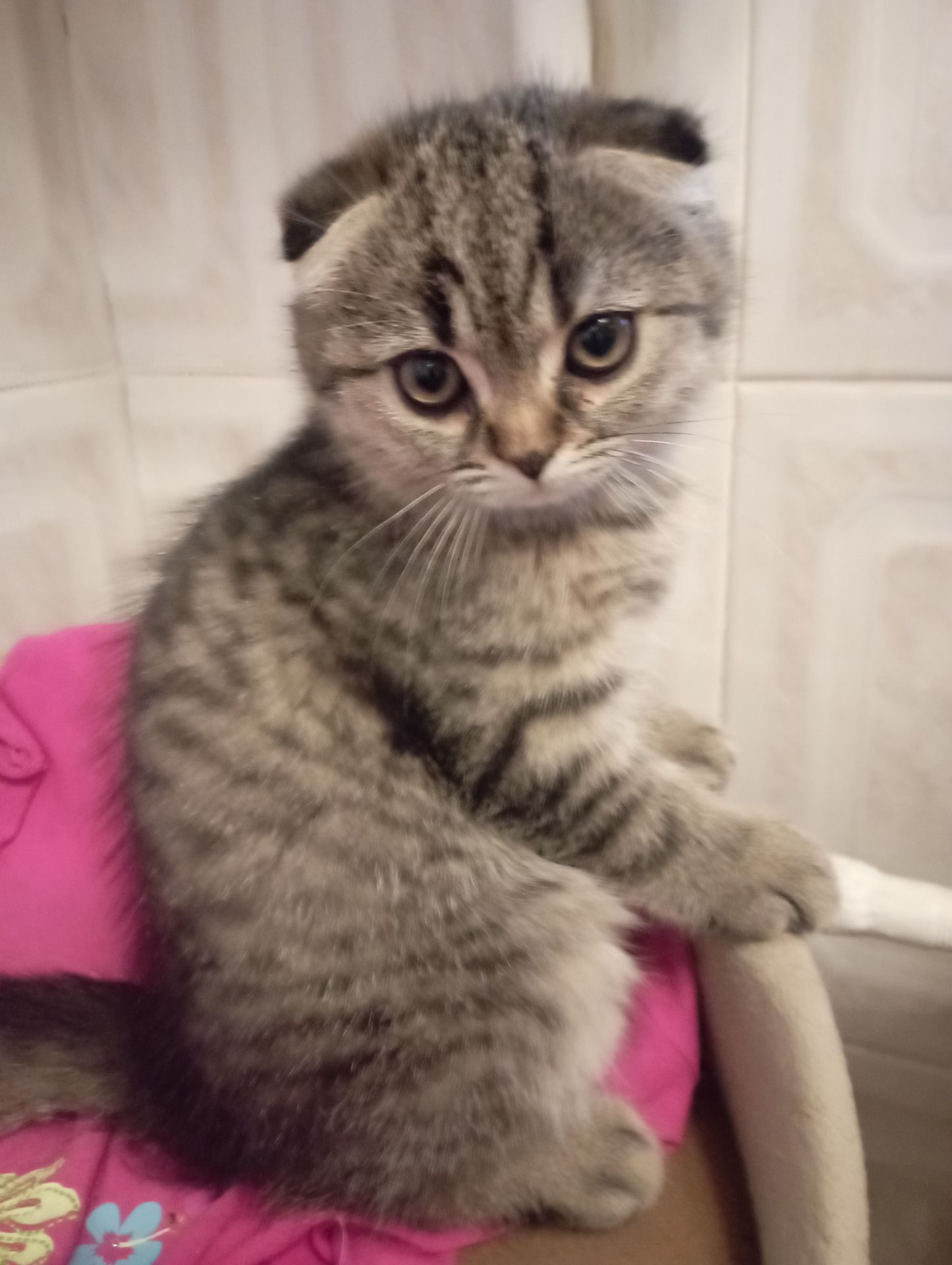 Дівчулі Шотландські Самі Найкращі