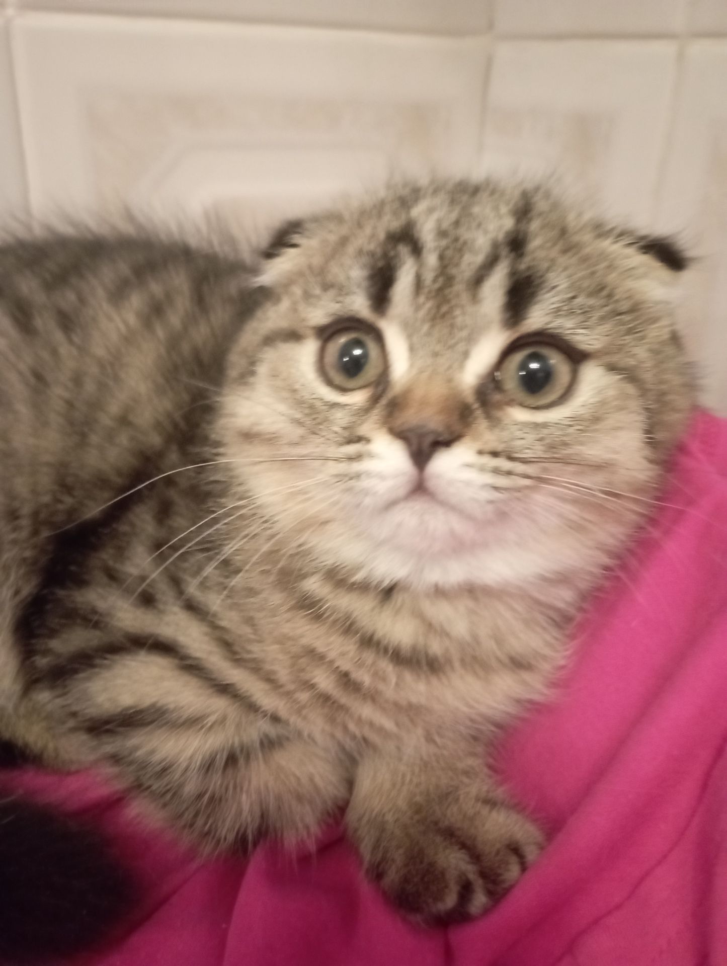 Дівчулі Шотландські Самі Найкращі