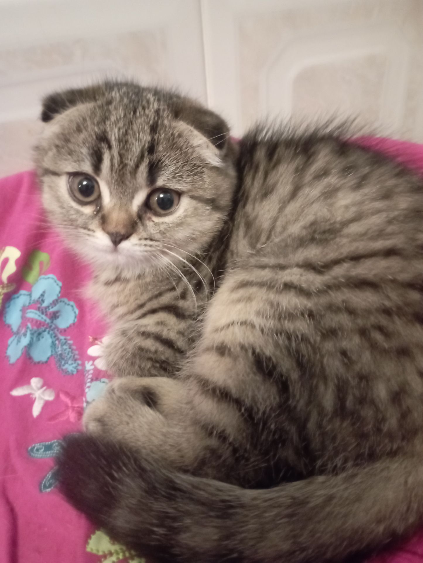 Дівчулі Шотландські Самі Найкращі