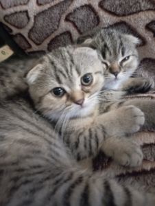 Дівчулі Шотландські Самі Найкращі