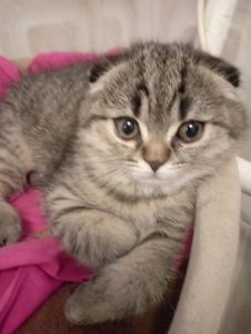 Дівчулі Шотландські Самі Найкращі