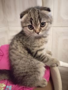 Дівчулі Шотландські Самі Найкращі