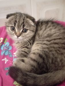 Дівчулі Шотландські Самі Найкращі