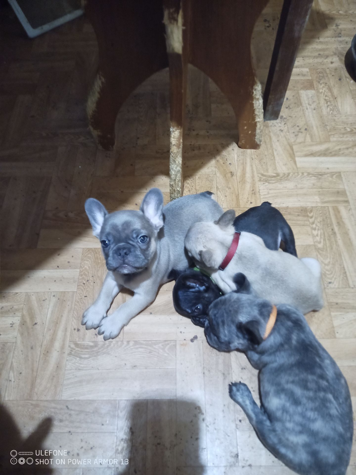 Французские бульдожки