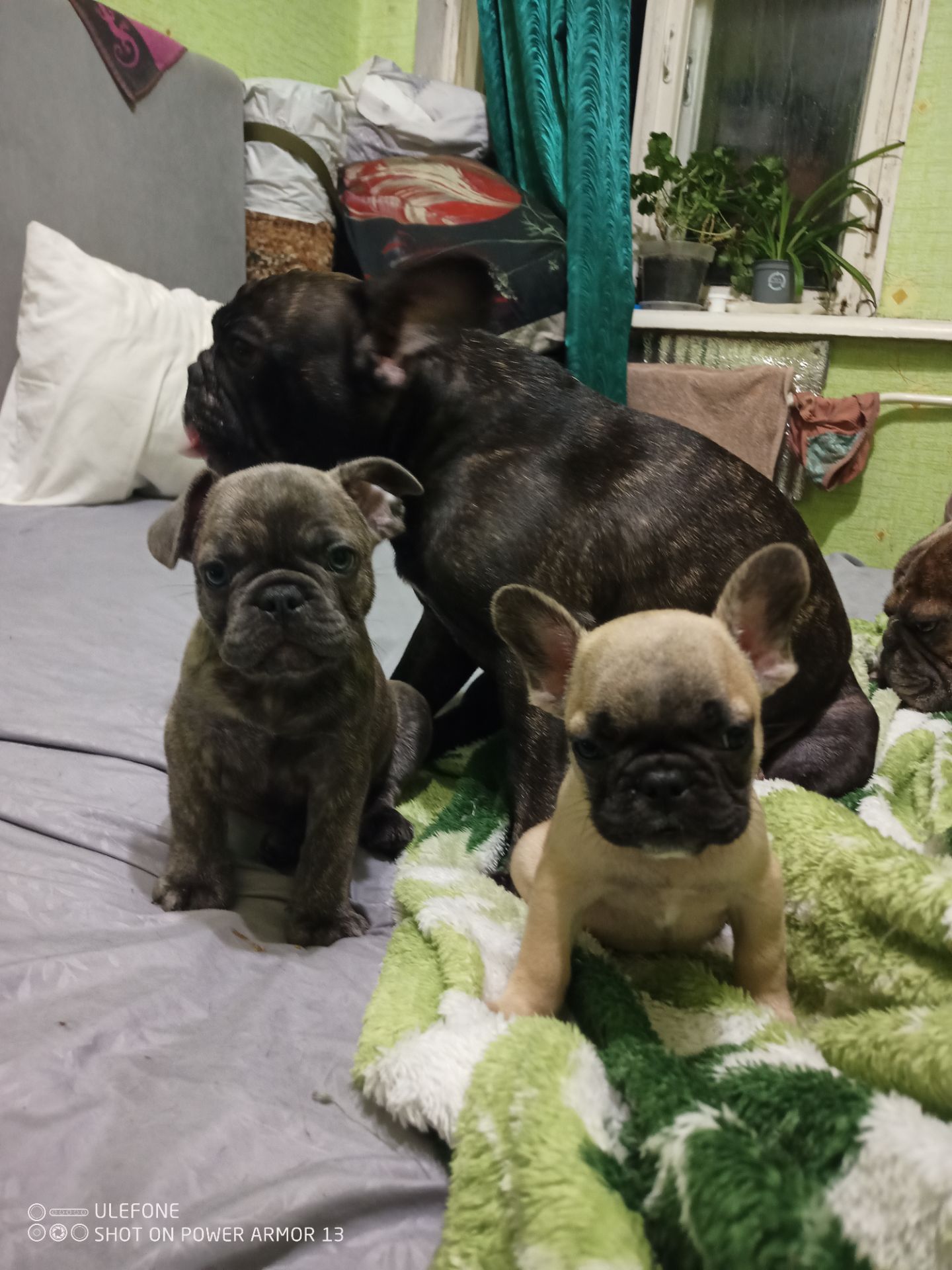 Французские бульдожки