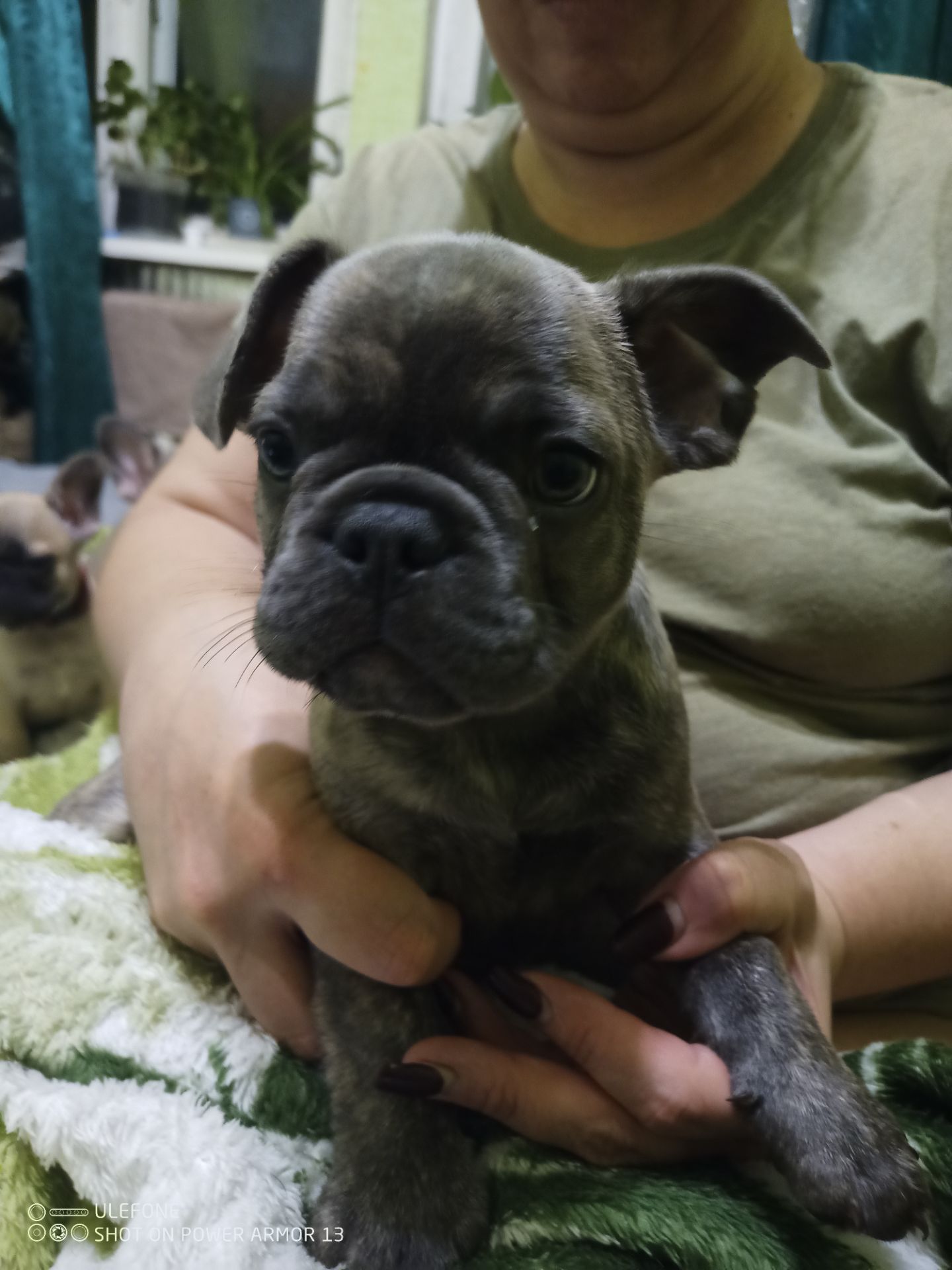 Французские бульдожки