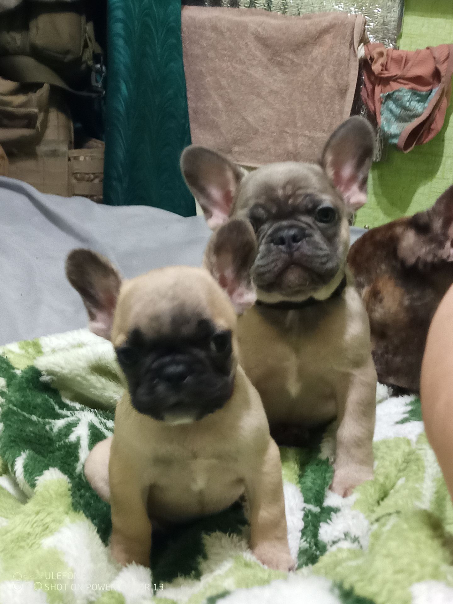 Французские бульдожки