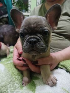 Французские бульдожки