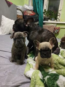 Французские бульдожки