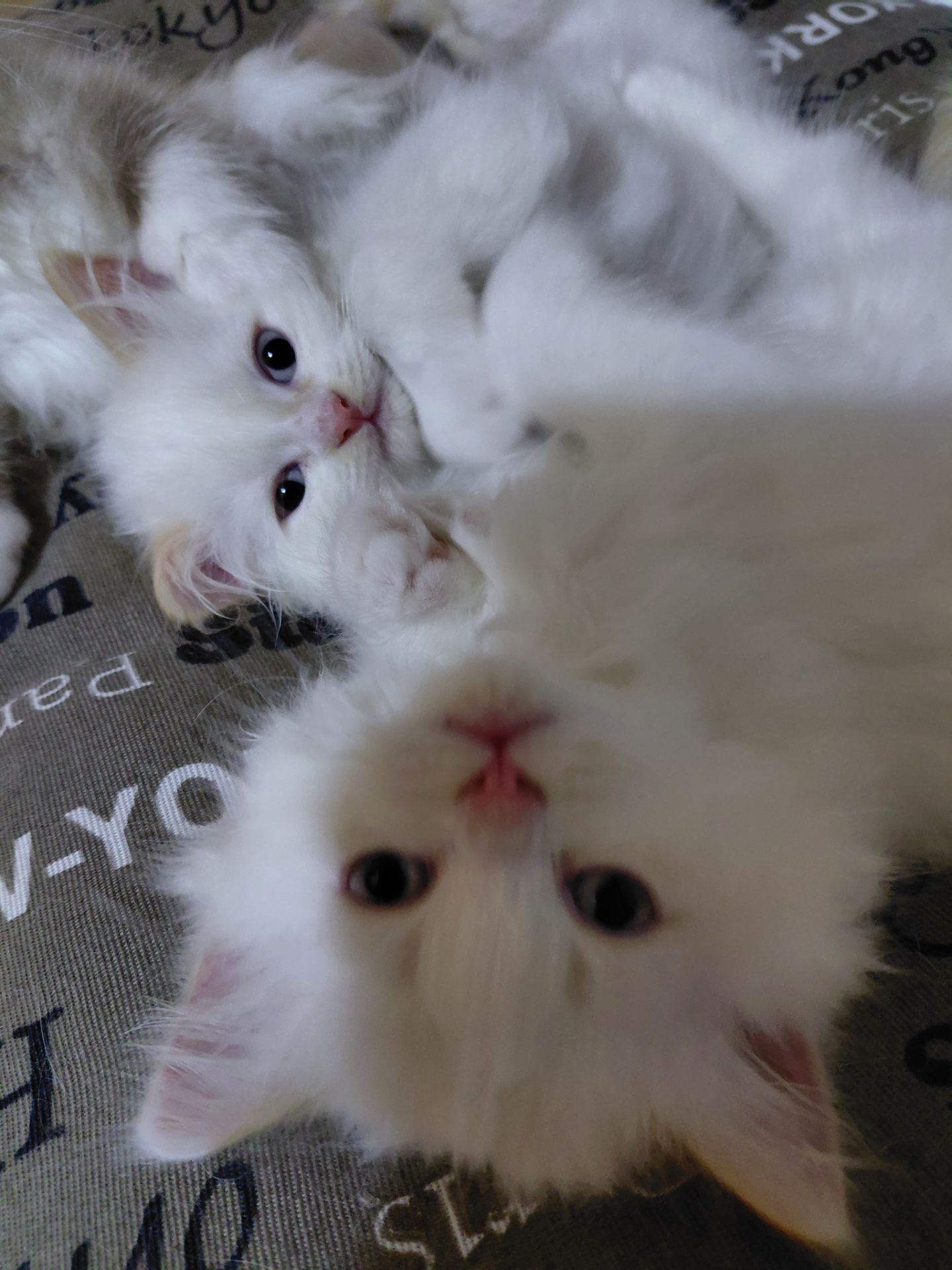 Кошенят породи регдол