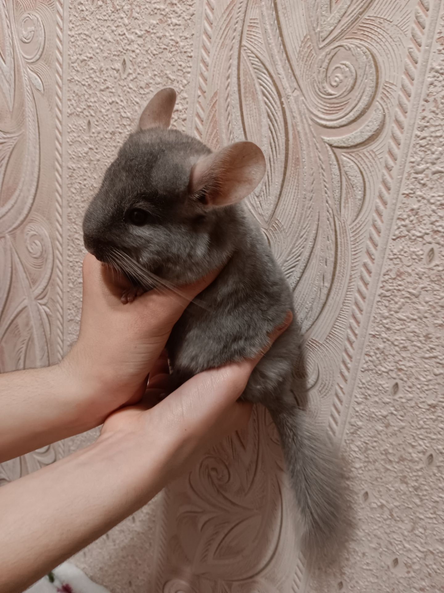 Шиншила малюки 3 місяці