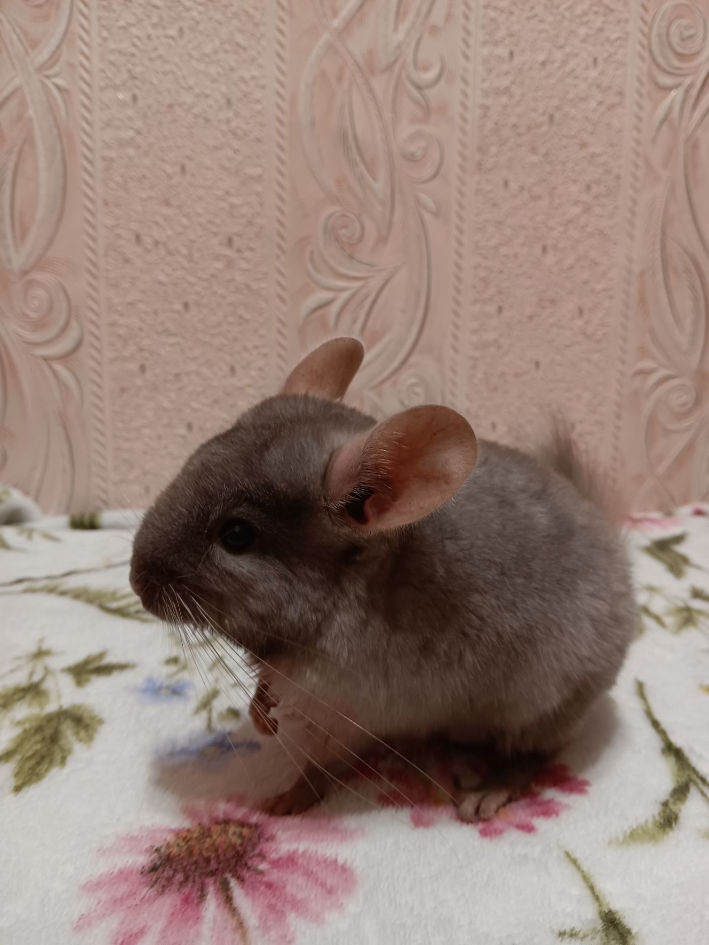 Шиншила малюки 3 місяці